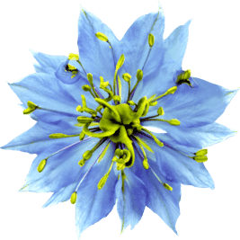 7 HABBATUS SAUDA COMPLEX