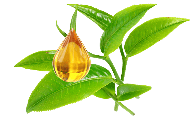 TEA TREE OIL